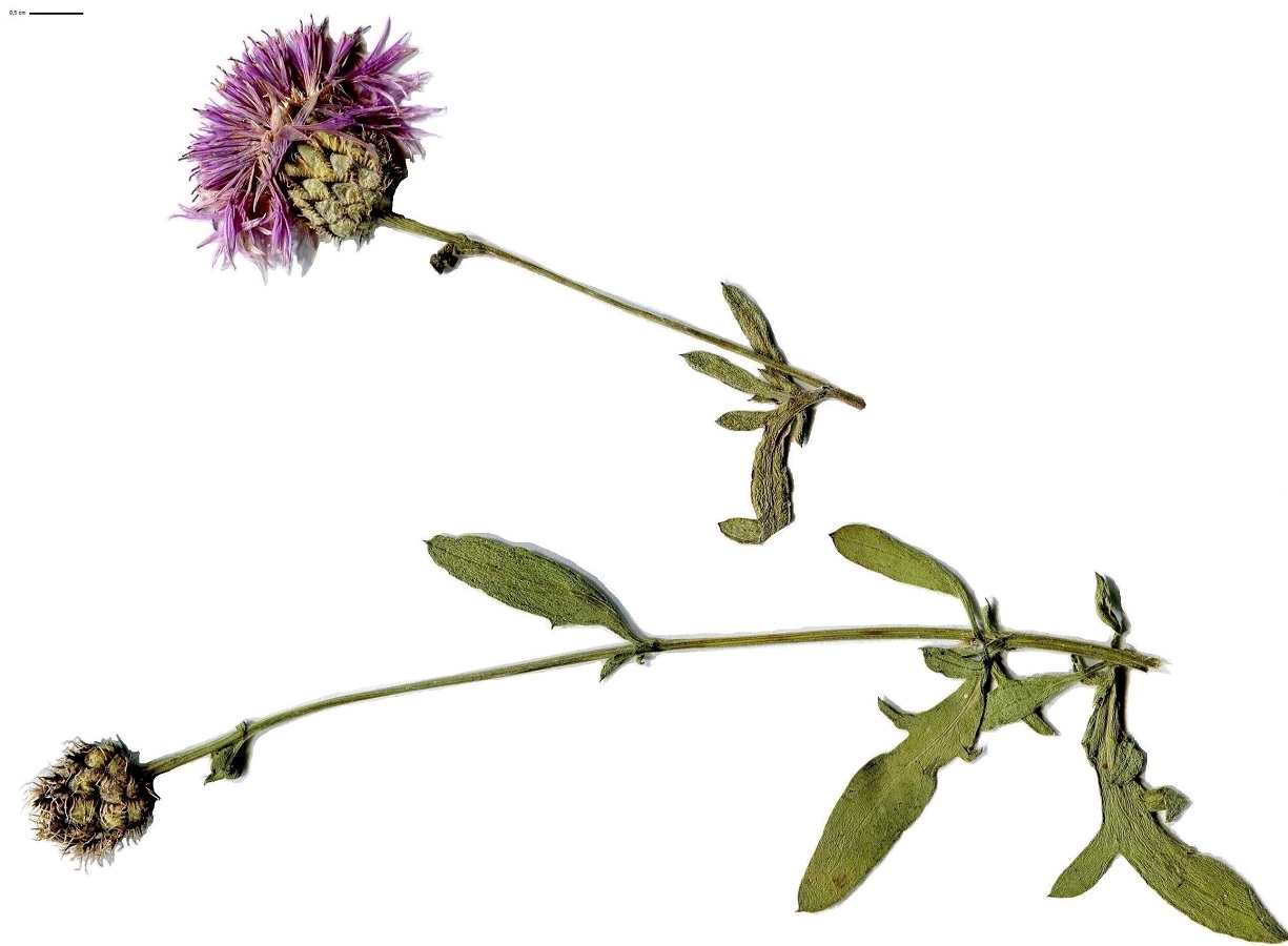 Centaurea scabiosa subsp. scabiosa (Asteraceae)